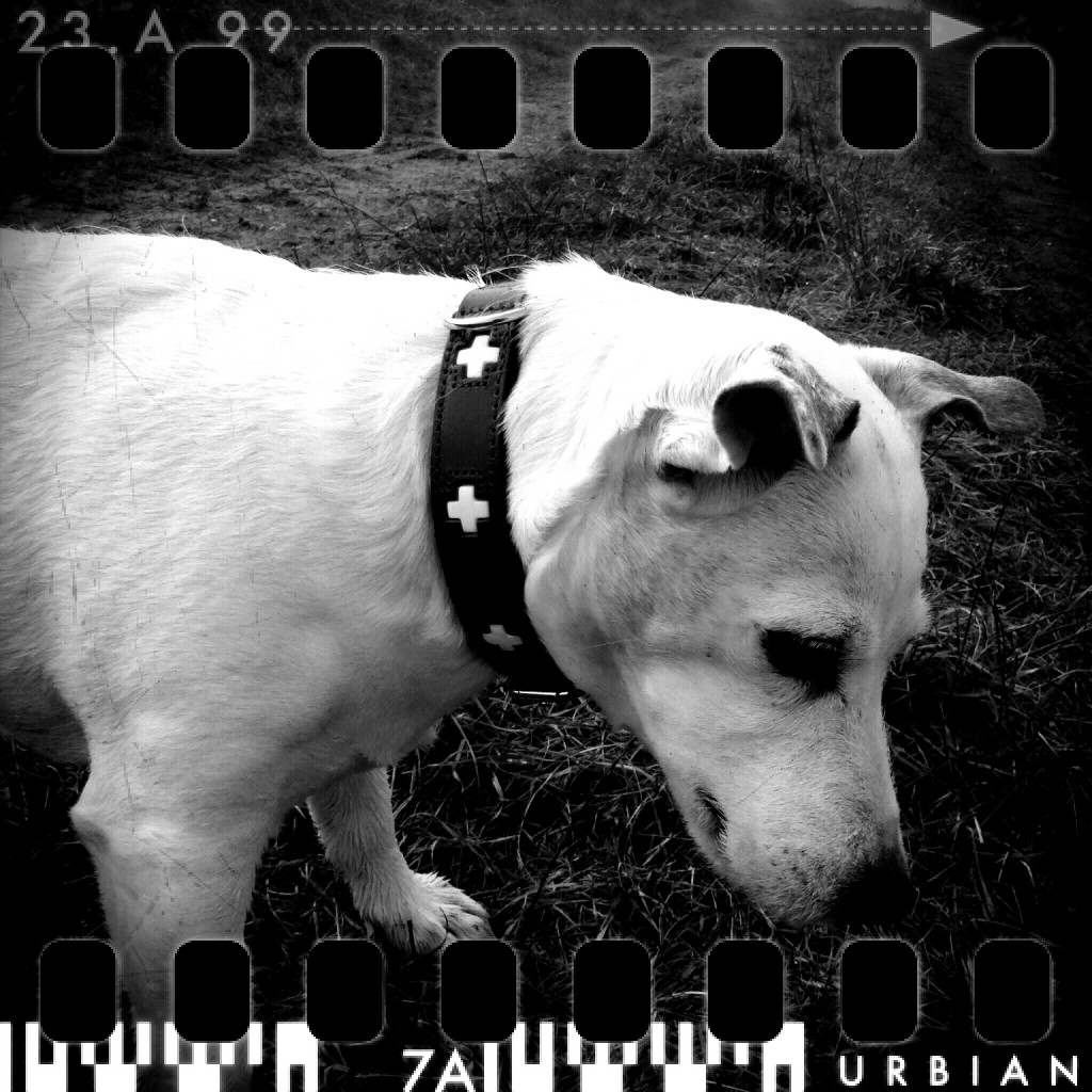 Laibach Terrier