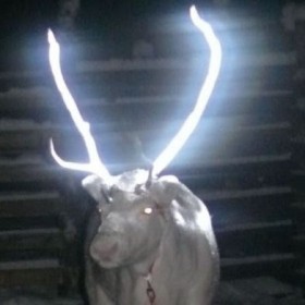 Finnish Reindeer Sprayed with Glow-in-the-Dark Liquid to Prevent Traffic Accidents