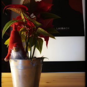 Christmas Flower