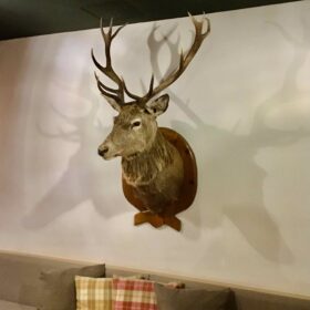 Antler in Zermatt, CH