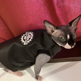 Kobold, the One-eyed Laibach Cat